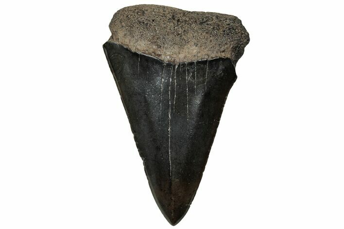 Fossil Broad-Toothed Mako Tooth - South Carolina #313580